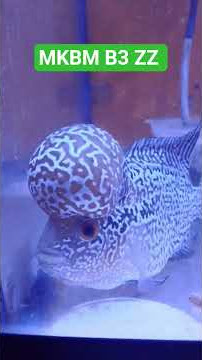 MKBM B3 ZZ flowerhorn update #aquarium #fishkeepinghobby #flowerhorn