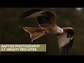 Photographing Birds in Flight | Argaty Red Kites