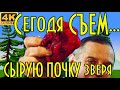 Как мы едим сырые почки зверя ( лося, изюбря, косули ). Слабонервным не смотреть!