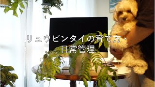 リュウビンタイの育て方・日常管理の方法｜暗い部屋でも育てられる観葉植物！