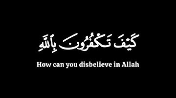 كيف تكفرون بالله | ياسر الدوسري سورة البقرة | كرومات قران شاشة سوداء