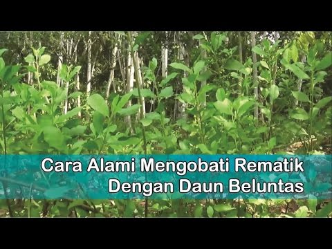 "Obat Rematik Herbal", Cara Alami Mengobati Rematik Dengan "Manfaat
