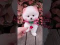 كنيش لطيف