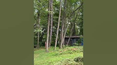 Felling a large cherry tree with the echo cs-800p