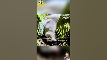 Chuột mẹ bị mù dẫn đàng con đi kiếm ăn #thegioidongvat #shortvideo #shotrs