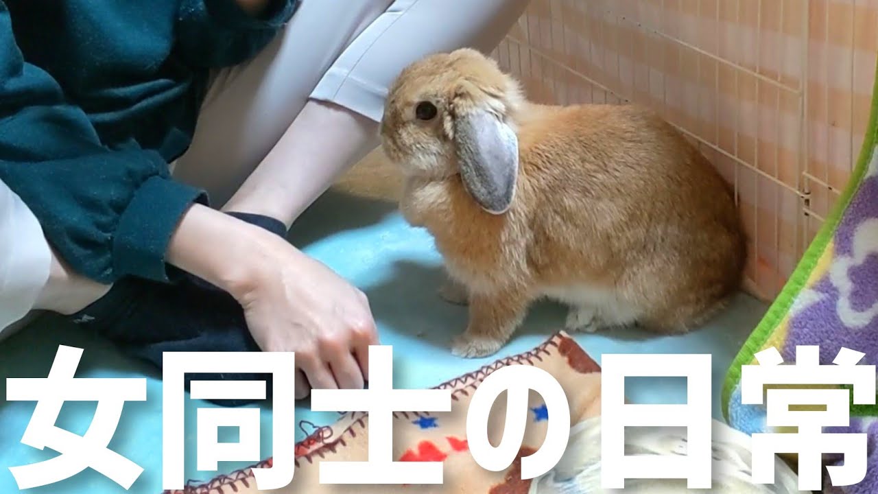 なかよし!?】うさぎと暮らす女同士の日常～ホーランドロップみかん