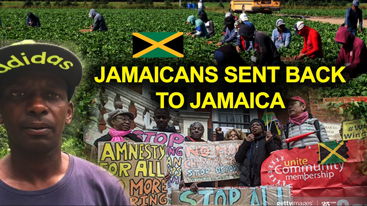 Jamaican Farm Workers Sent Back To Jamaica After OneDay Strike In