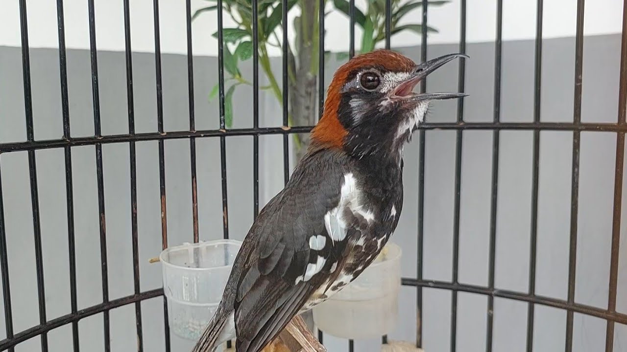 MAsteran Punglor Kembang gacor Full isian PArt 123