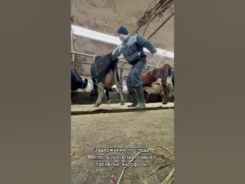 Задержание последа у коровы 😱 - YouTube