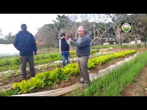 Video: Yuav Pub Ginseng - Kawm Txog Fertilizing Ginseng Nroj Tsuag