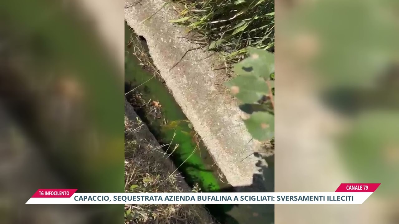 Capaccio: sequestrata azienda bufalina a Scigliati: sversamenti illeciti nel canale