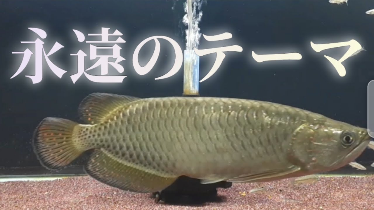 【アロワナ】ノーザンバラムンディ55㎝くらい ノーザンバラムンディ Sサイズ(1匹) | チャーム
