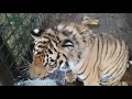 Тигр 🐅 Гектор  любит воду!