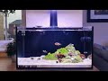 I have a ton of corals to place in the nano tank this weekend - Nuvo 20 - #shorts