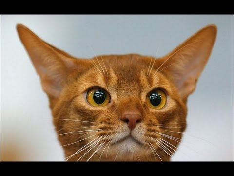 וִידֵאוֹ: כמה עובדות על חתול הג'ונגל