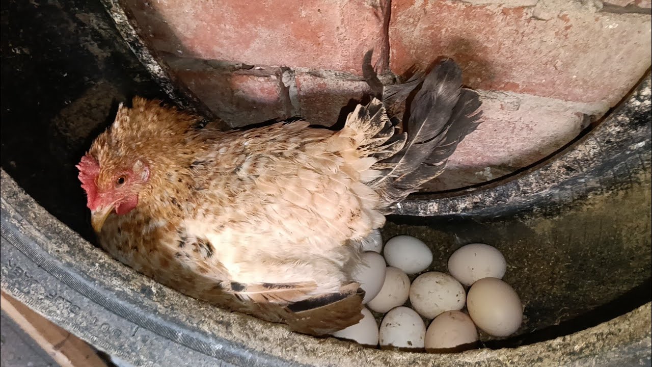 #زيادة رهيبة فى انتاج البيض 🥰بعد الخلطة دي 