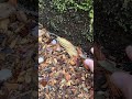 トカゲの捕獲方法