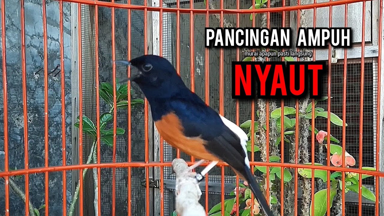 murai batu gacor AMPUH buat PANCINGAN murai batu agar bunyi JADIKAN burung murai gacor EMOSI NYAUT