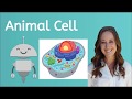 Inside the Animal Cell: Exploring Structure and Function