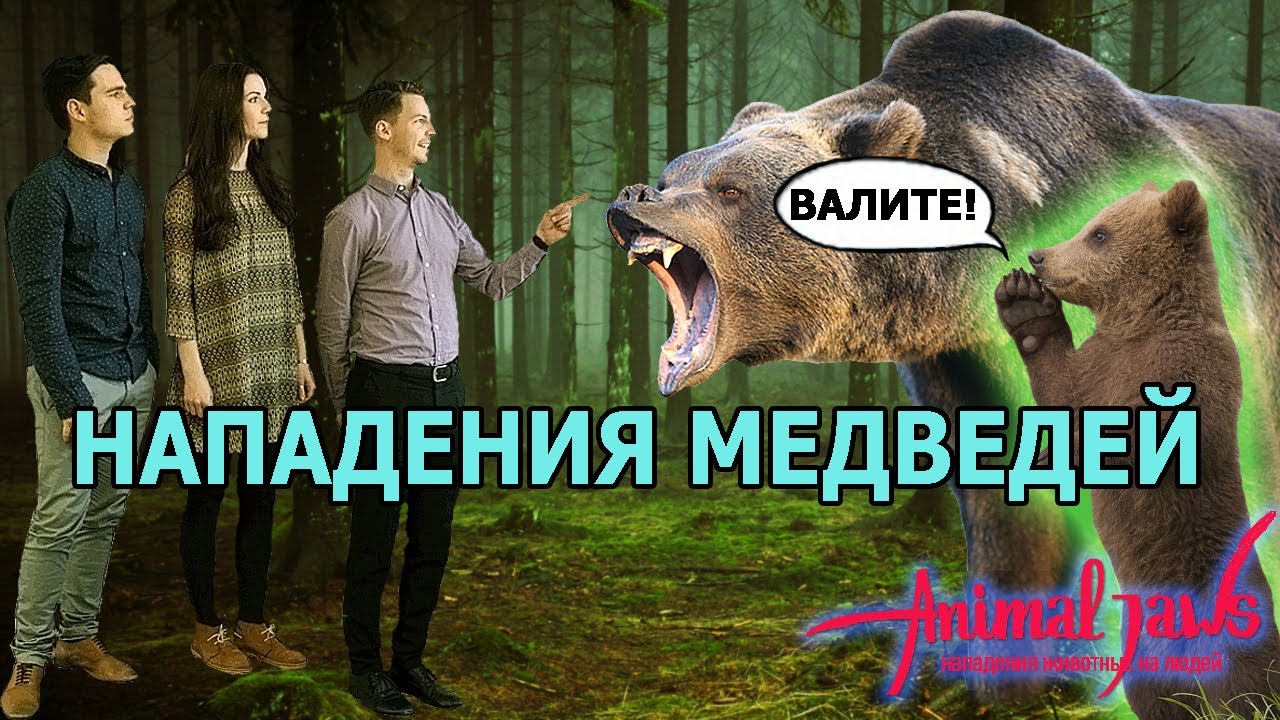 Нападение медведя на машину