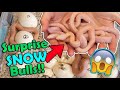 Baby Ghost Bullsnakes Hatching! (with surprise snows!)