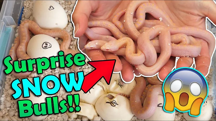 Baby Ghost Bullsnakes Hatching! (with surprise sno...