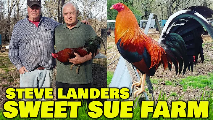 ALABAMA Steve Landers Sweet Sue Farm - Beautiful B...