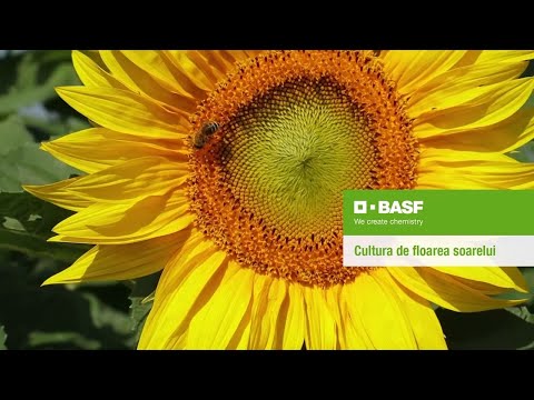 Video: Cultivarea Corectă A Floarea-soarelui