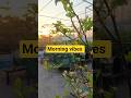 🌿 Morning Vibes in My Terrace Garden | Nature Therapy #morningvibes #terracegarden #shorts