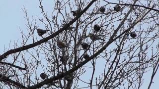 Дрозд-рябинник (Turdus pilaris)