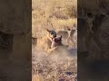 Amazing Hadzabe Hunters: Tracking and Hunting Wild Animals Naturally