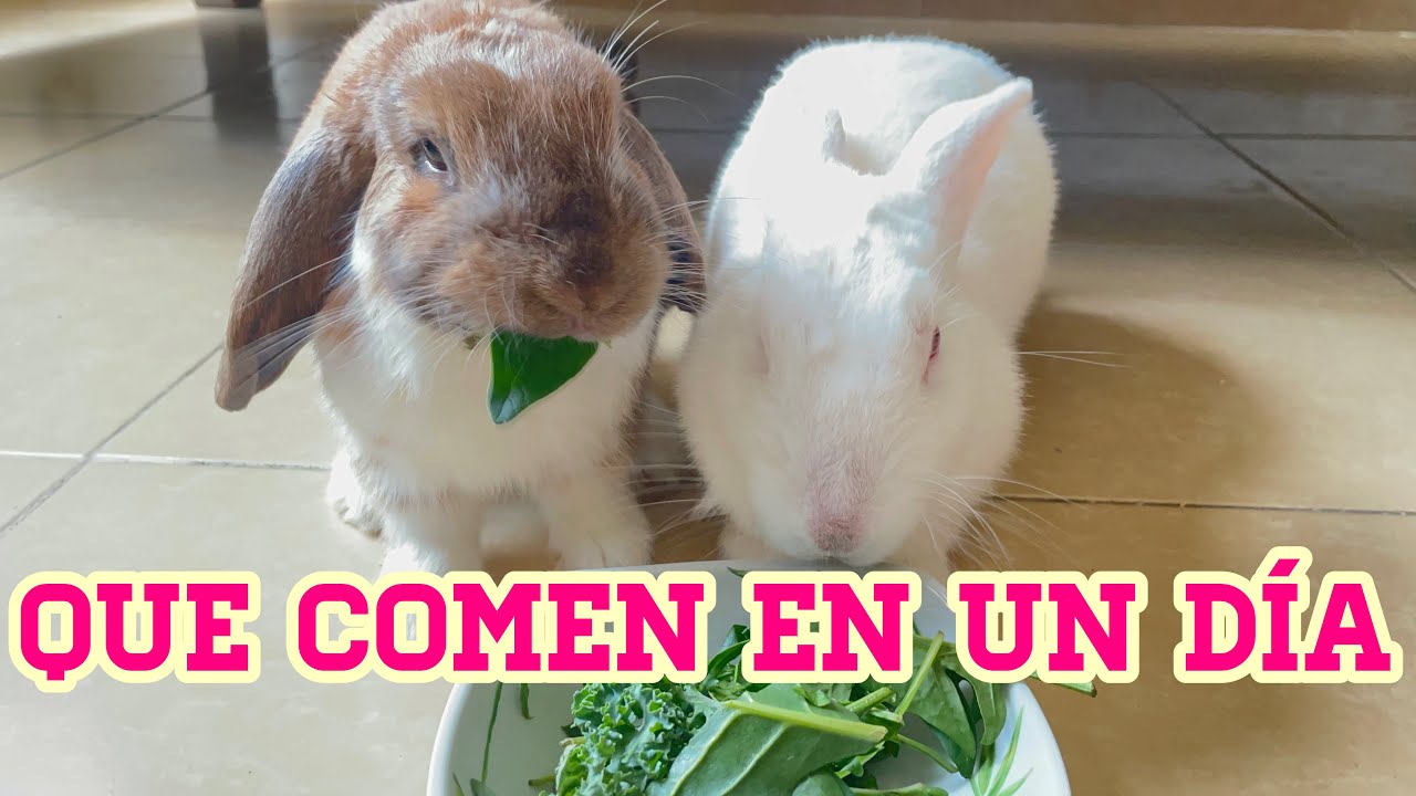 QUE COMEN EN UN DÍA