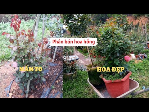 Video: Phân bón Hoa hồng: Tìm hiểu Cách Chọn Loại Phân bón Hoa hồng Tốt nhất