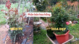 Loại phân thần thánh bón tốt cho hoa hồng lên mầm to khỏe