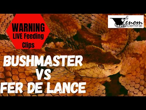 2 of Brazil&rsquo;s Deadliest Pit Vipers | Bushmaster vs Fer de lance