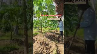 BUAH APA YANG PALING MANIS #pepayacalifornia #pertanian #aceh #youtube #shortvideo #fypシ゚viral #like