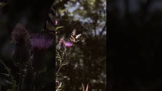 Download Lagu Nature relax mood butterfly #relaxingmusic #nature MP3