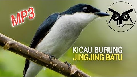 Suara Kicau Burung Jingjing Batu Gacor khusus masteran burung macet bunyi Mp3