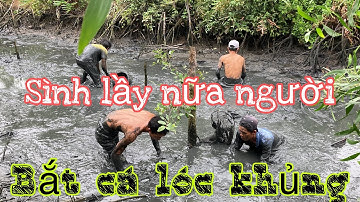 Tát mương hốt trọn ổ cá Lóc khủng