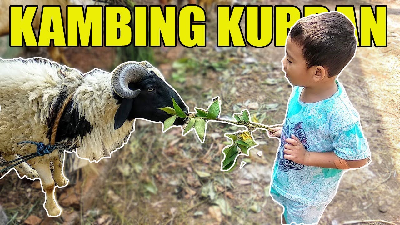 Kambing Kurban 2020 - YouTube