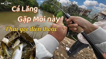 Câu Một Phát Ăn Liền! Mồi Siêu Nhạy Bắt Cá Lăng Vàng Cực Đã