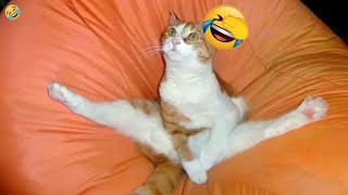 🐈😆 Funny Dog And Cat Videos 😅😅 Funny Animal Moments 2024 #15