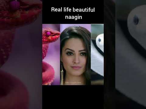 naagin#real life snakes #naagin all seasons real life snakes#trending#shorts#mouniroy#surbhi Jyoti