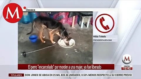 El perro encarcelado por morder a una mujer, ya fu...