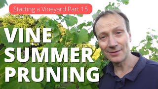 Starting a Vineyard Part 15  Summer Prunning