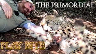 Selfie Time With Gabriel The Cheetah | Chew Ear Purr Play Cat Fight Groom & Primordial Hunt Bite! 4K