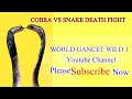 Cobra vs snake death fight