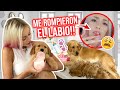 GRABÉ CON 10 PERRITOS BEBÉ Y SALÍ HERIDA!!!😖💔 | 30 May 2021