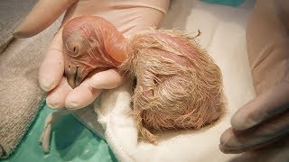 A Condor Chick Grows Up