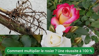 Comment bouturer le rosier facilement ?